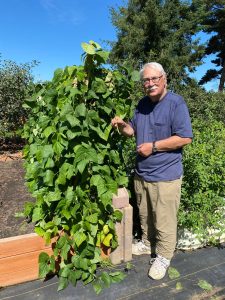 Vertical gardens provide excellent solutions for tight spots, help conserve water and can make use of under-utilized spaces such as fences and walls. Find out how they can help your garden thrive and join Clallam County Master Gardener Bob Cain for Vertical Gardening: Grow More in Less Space! in Port Angeles on Aug. 22 from noon – 1 p.m. at St. Andrews Episcopal Church, 510 E. Park Avenue, or in Sequim at the Woodcock Demonstration Garden 2711 Woodcock Road on Aug. 24 from 10:30 a.m. - 12 p.m. (Photo by Dave Eberle).