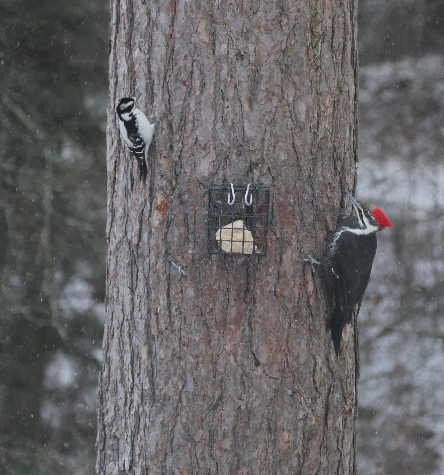 Find out how you can make your garden more bird-friendly for our wintering birds, like the hairy woodpecker (left) and pileated woodpecker (right). Join Environmental Scientist Katja Bridwell for the Green Thumb Education Series presentation, Gardening Choices Helpful to Wintering Birds, Thursday, September 26th from noon – 1 p.m. at St. Andrews Episcopal Church, 510 E. Park Avenue in Port Angeles. (Photo by Katja Bridwell).