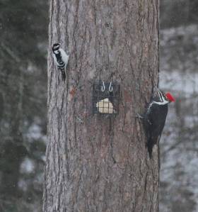 Find out how you can make your garden more bird-friendly for our wintering birds, like the hairy woodpecker (left) and pileated woodpecker (right). Join Environmental Scientist Katja Bridwell for the Green Thumb Education Series presentation, Gardening Choices Helpful to Wintering Birds, Thursday, September 26th from noon – 1 p.m. at St. Andrews Episcopal Church, 510 E. Park Avenue in Port Angeles. (Photo by Katja Bridwell).