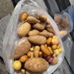 The potato bounty!