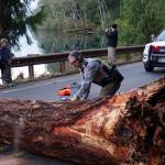 An Olympic Nation Park Ranger arrived to saw the tree into sections. The base appears to have some rot!