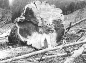 A 1962 graduate of Forks High School, Rosmond earned his PhD in Atmospheric Sciences from the University of Washington in 1972. He dedicated 30 years as a research meteorologist with the Naval Research Laboratorys Marine Meteorology Division in Monterey, California, followed by an additional decade as a contractor for the same organization. In 2004, he received the Fred E. Saalfeld Award for Outstanding Lifetime Achievement in Science for his contributions to the Naval Operational Global Atmospheric Prediction System.