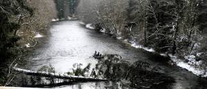 Lonnie Archibald
Trees have been known to kill, place thousands out of power, and crush homes and vehicles and pictured here a tree fell across the Sol Duc River just below the Maxfield Bridge north of Forks nearly shutting the waterway off to boaters and rafters.
A Forks area guide reported that a tree did fall entirely across the upper Sol Duc where the fisherman had to cut limbs in order to pull his raft across the downed evergreen. Fortunately, this tree below the bridge can be seen from at least a quarter of a mile upstream allowing boaters and rafters to adjust in time to navigate around it.
In some cases, one might round a bend in the river finding an obstacle completely blocking the passage. In many situations, trees are not all they are claimed to be. Maybe the best place for many of the evergreens which cause power outages is in the fireplace, especially during these cold winter days and nights.