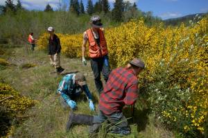 Submitted photo
Crew at Elk Creek in May cutting back scotch broom.