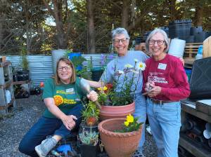 ALL ABOUT CONTAINER GARDENING. Clallam County Master Gardeners Susan Kalmar, Jeanette Stehr-Green, and Judy English will talk about growing ornamentals, vegetables, and fruits in containers on Saturday, Aug. 16, from 10:30 a.m. to 12 noon.