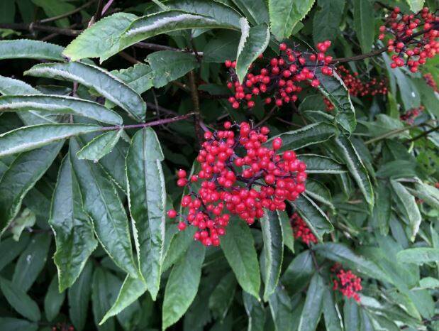 Photo Clallam County
Red Elderberry.