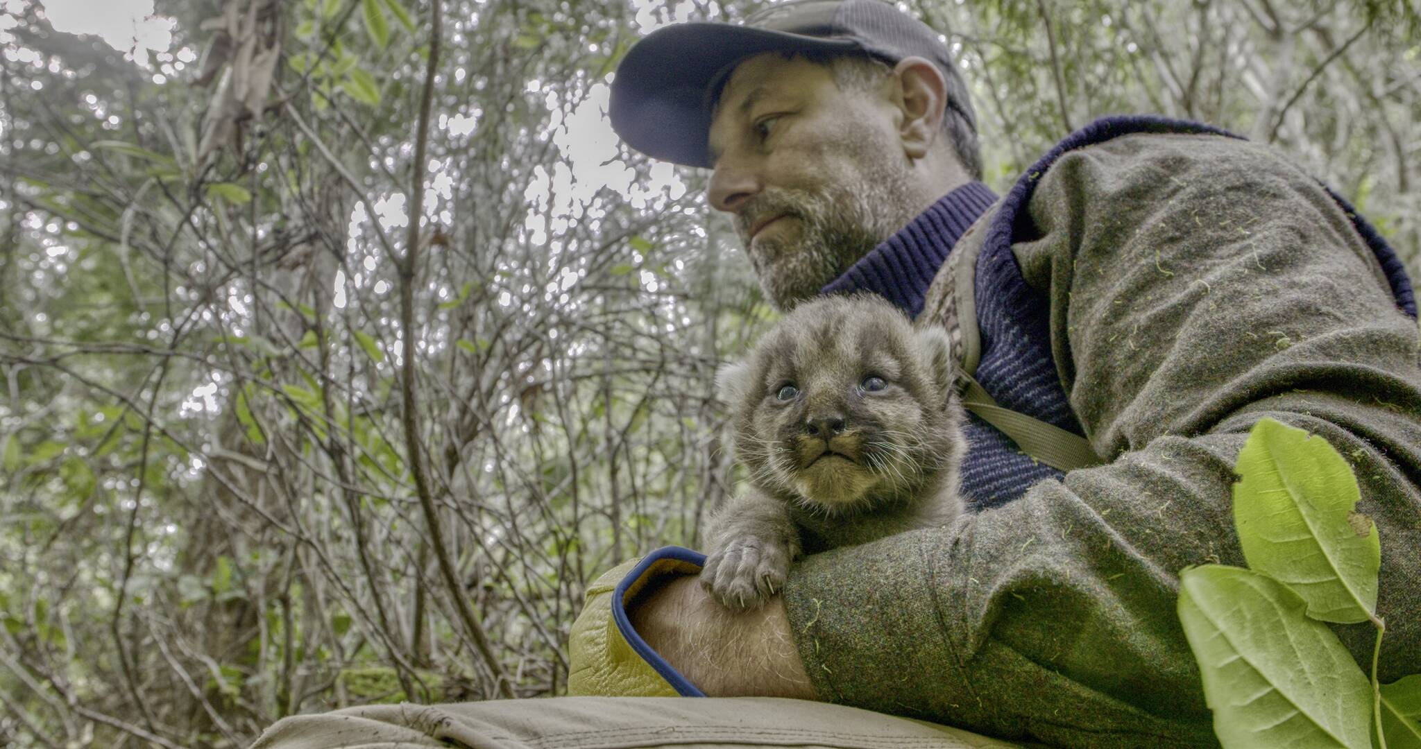 October 30: Olympic Cougar Project with Mark Elbroch, PhD.