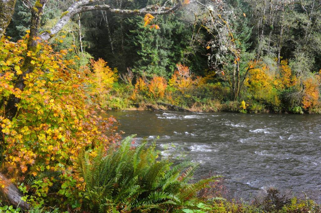 At the end of October, these fall colors were seen along the waters of the Sol Duc River. The winds of autumn, however, have since blown away these leaves of the Big Leaf and Vine Maples, and yes, the river runs through it. Photo by Lonnie Archibald