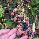 (Sunscald on blackberries). Is this a disease or just sunburn? IPM will help you know the difference and treat problems appropriately. Sunscald on blackberries.