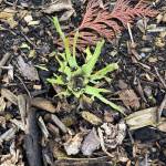 photos by Laurel Moulton
Integrated Pest Management (IPM) can help keep pests in check by reducing sources of food, water and shelter and only using least-toxic pesticides when necessary. Find out how IPM can help you be a greener gardener! Join WSU Clallam County Extension Regional Horticulture Specialist Laurel Moulton for the Green Thumb Education Series presentation Keep Pests at Bay the Green Way, Thursday, April 16 at the Vern Burton Community Center Meeting
Rooms, 308 E. 4th Street in Port Angeles from 1 – 2:15 p.m. Visit extension.wsu.edu/clallam/master-gardener-calendar/ for the latest information on upcoming presentations.
(Cutworm damage on lettuce) Who ate your winter lettuce? Not you! IPM will help you identify pests and treat problems appropriately before its too late. Winter cutworm damage to lettuce.