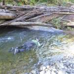 Snorkeling is used to monitor fish populations in the Clearwater River and other nearby streams.
